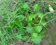 Description: Violet.MR.JPG